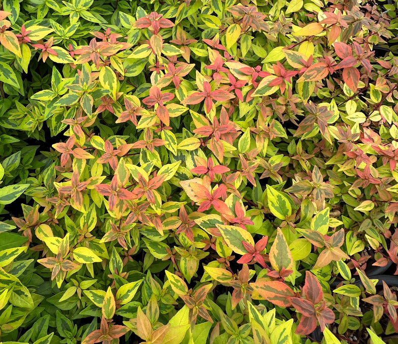 Abelia x gr. 'Kaleidoscope' PP16988