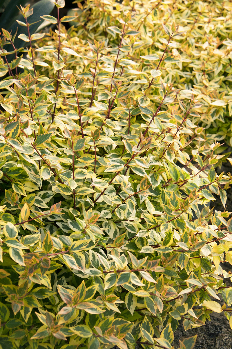 Abelia x gr. 'Kaleidoscope' PP16988