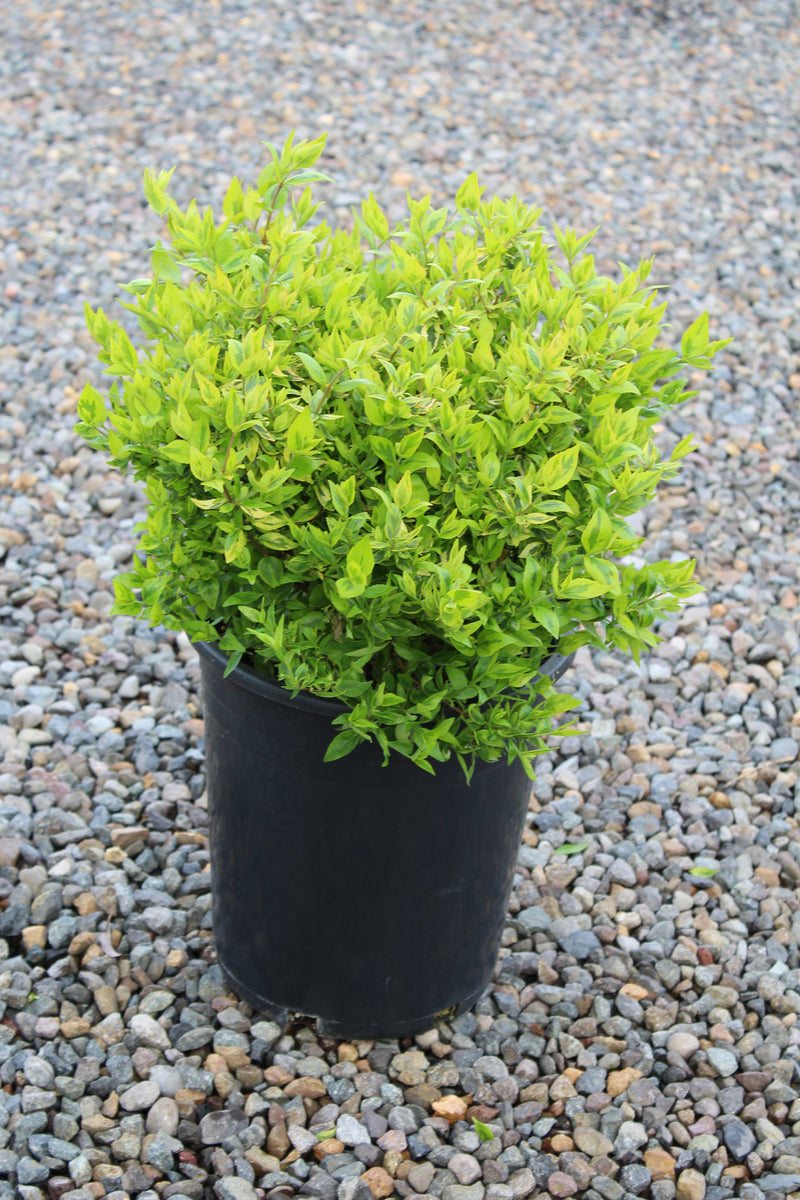 Abelia x gr. 'Kaleidoscope' PP16988