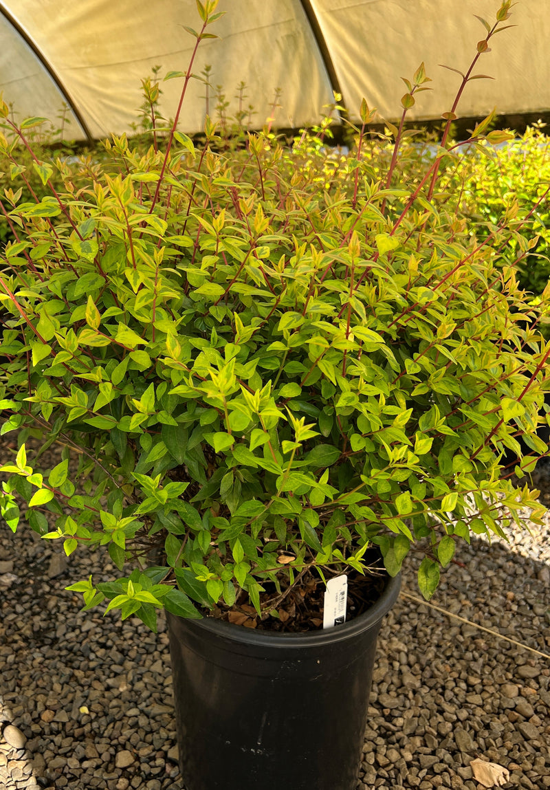 Abelia x gr. 'Kaleidoscope' PP16988