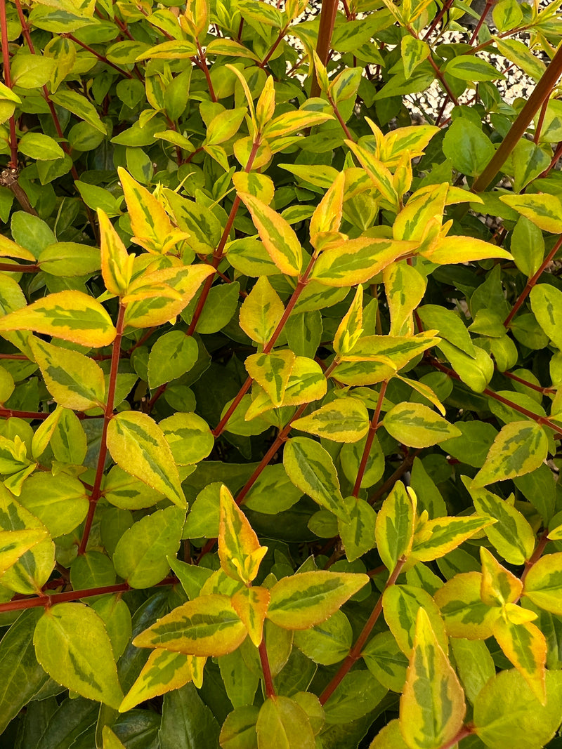 Abelia x gr. 'Kaleidoscope' PP16988