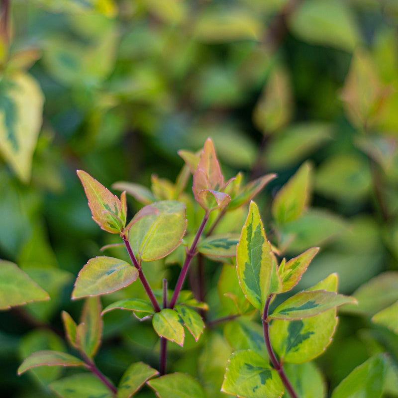 Abelia x gr. 'Kaleidoscope' PP16988