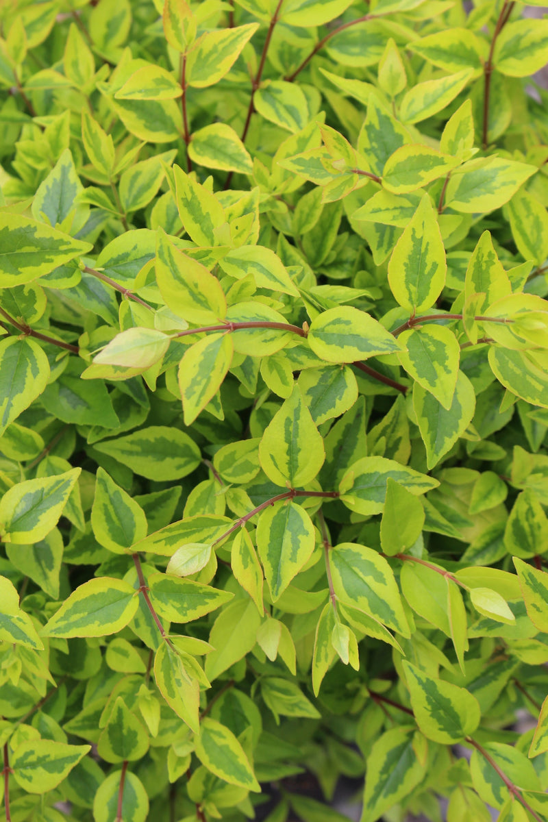 Abelia x gr. 'Kaleidoscope' PP16988