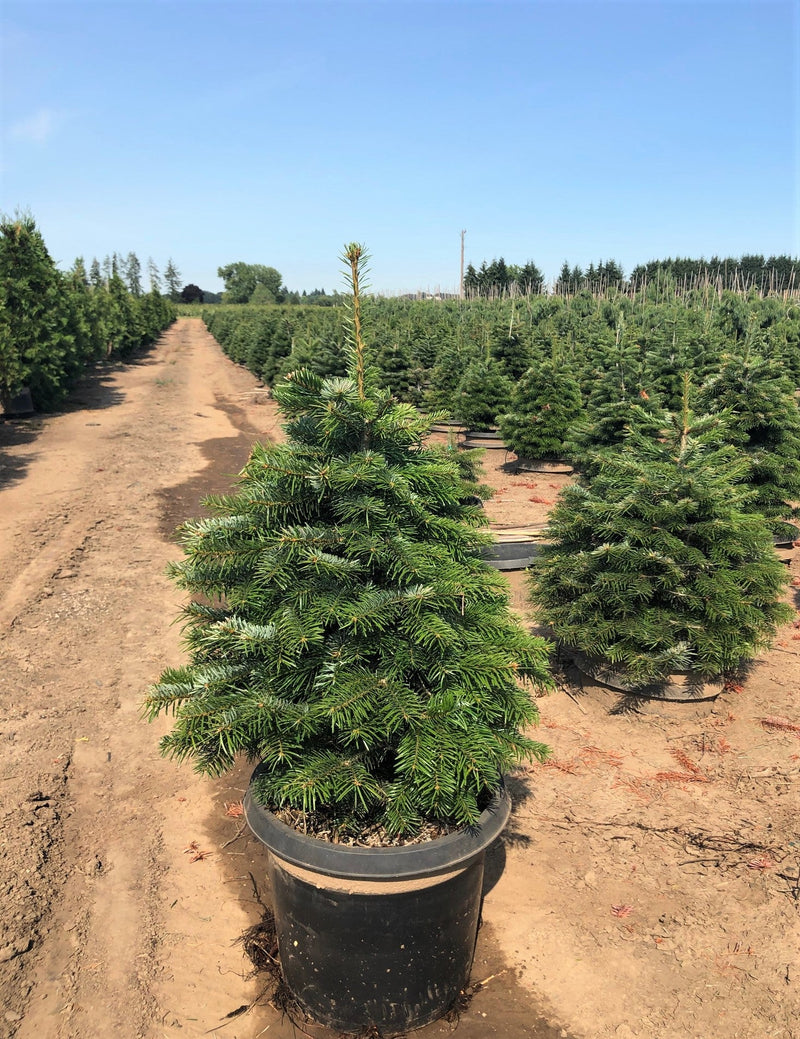 Abies nordmanniana (CG)