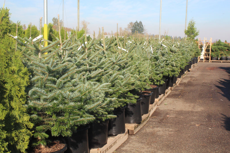 Abies nordmanniana (CG)