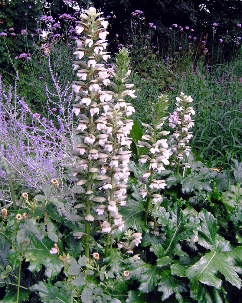 Acanthus mollis 'Rue Ledan'