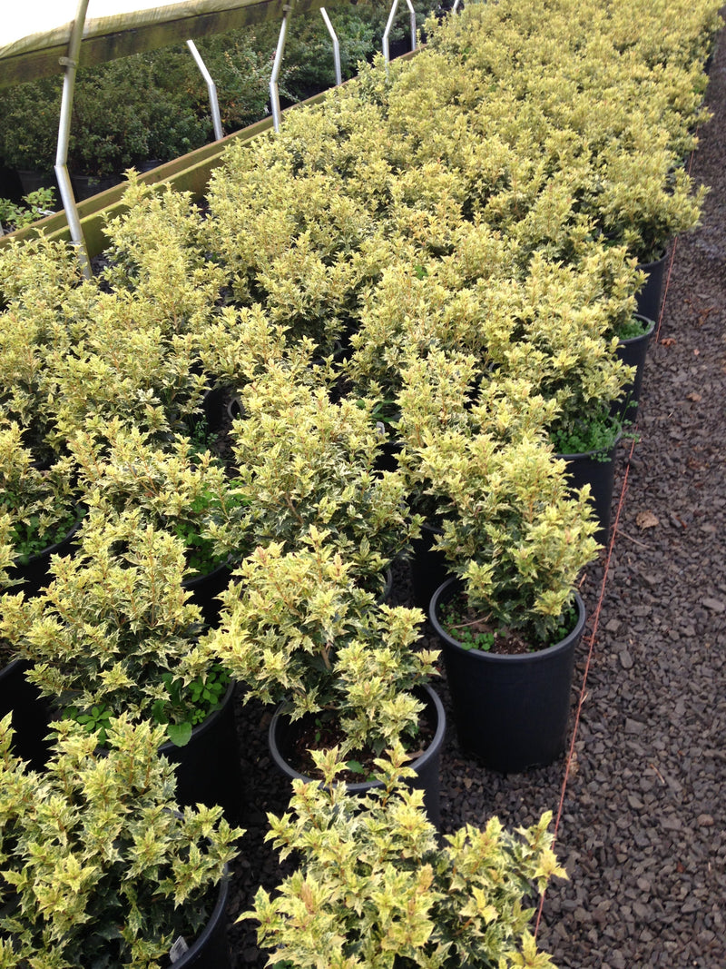 Osmanthus het. 'Goshiki'