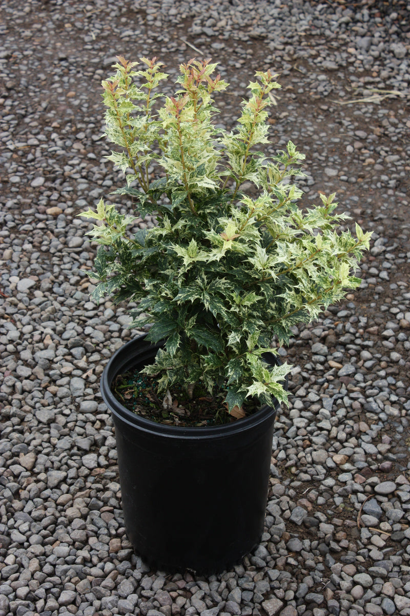 Osmanthus het. 'Goshiki'