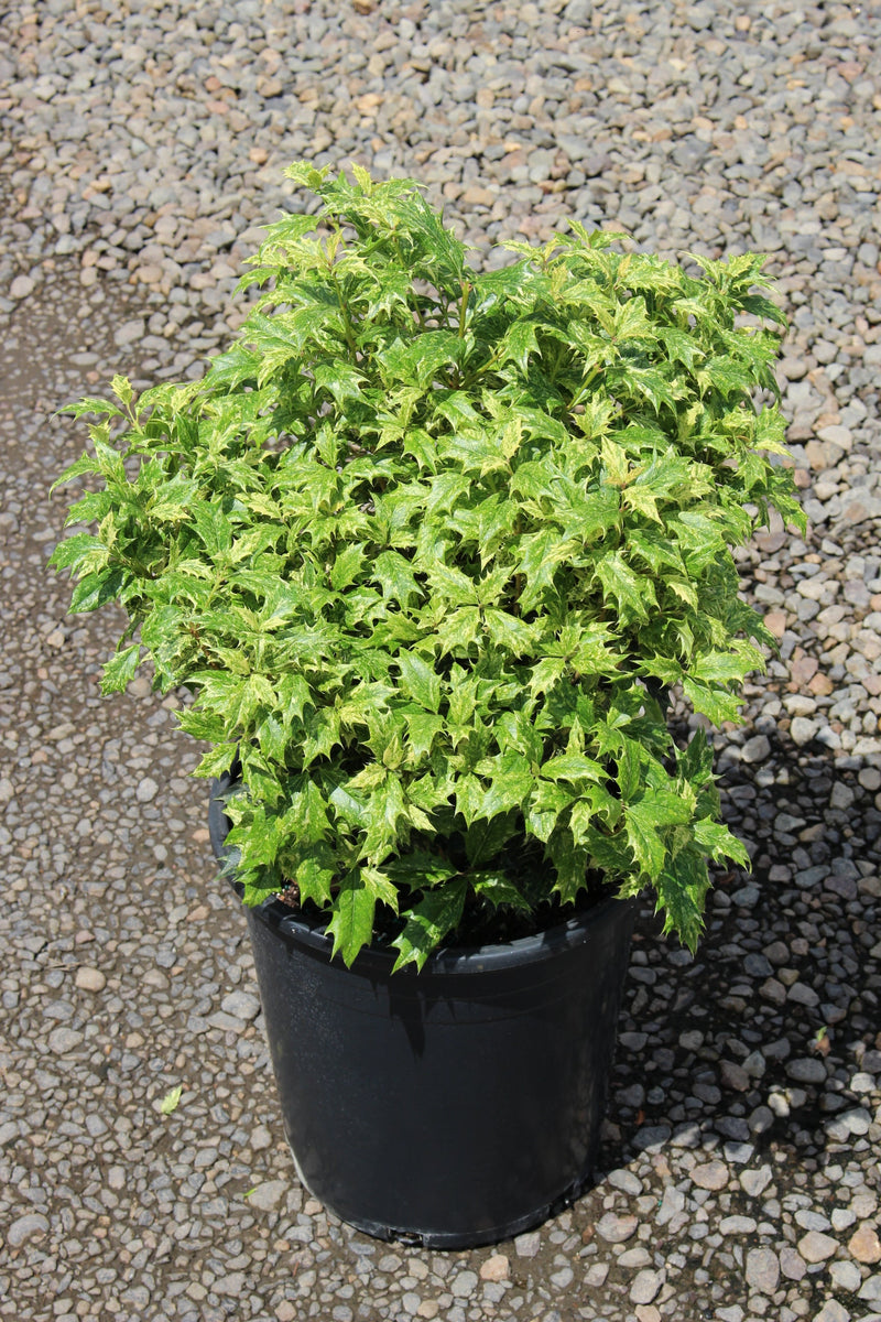 Osmanthus het. 'Goshiki'