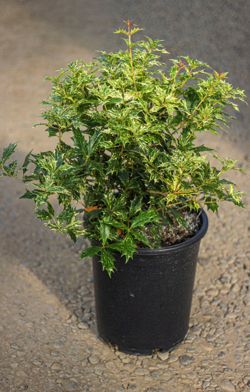 Osmanthus het. 'Goshiki'