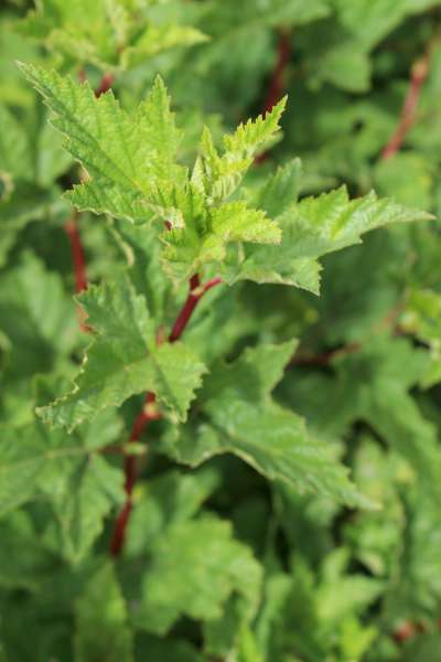 Physocarpus capitatus