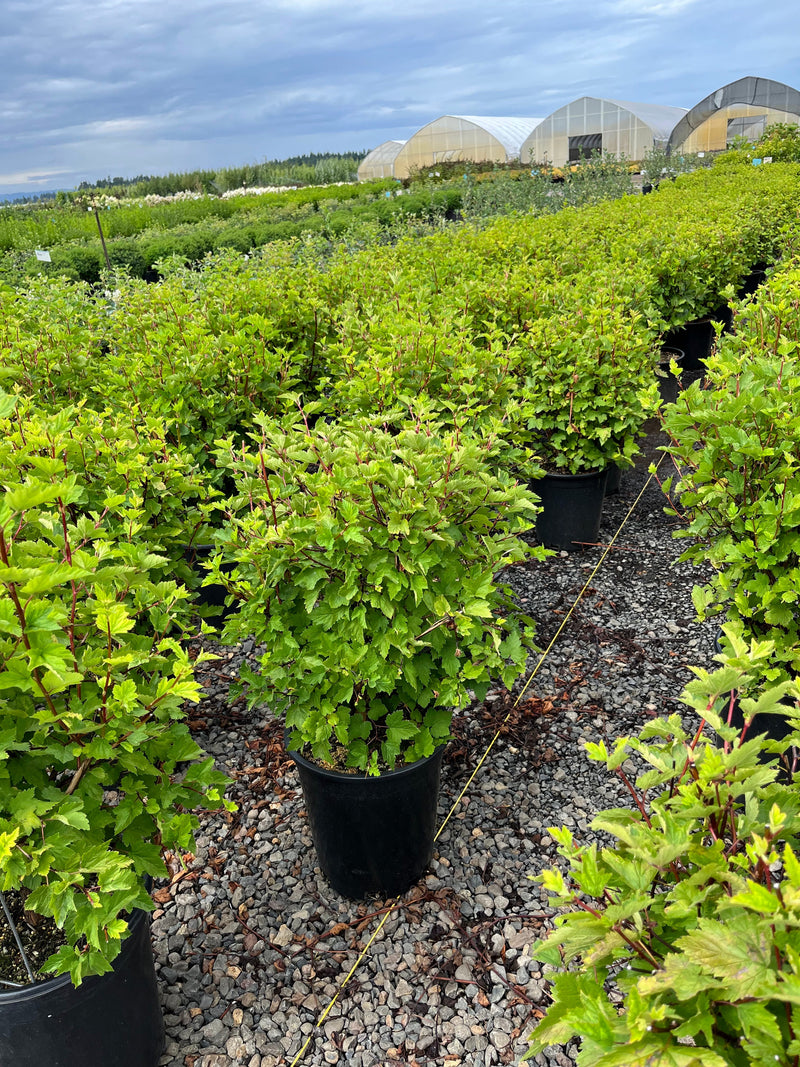 Physocarpus capitatus