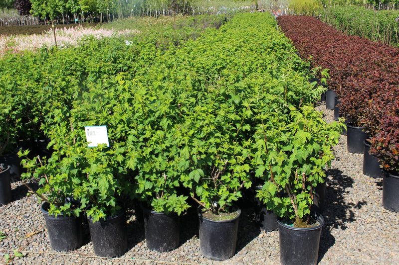 Physocarpus capitatus
