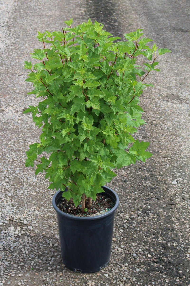 Physocarpus capitatus
