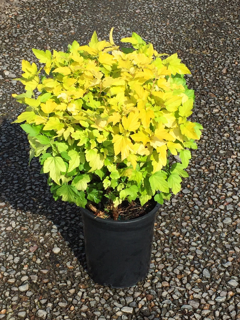 Physocarpus op. 'Dart's Gold'