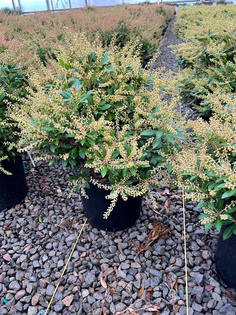 Pieris japonica 'Cavatine'
