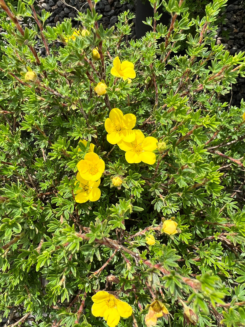 Potentilla f. 'Goldfinger'