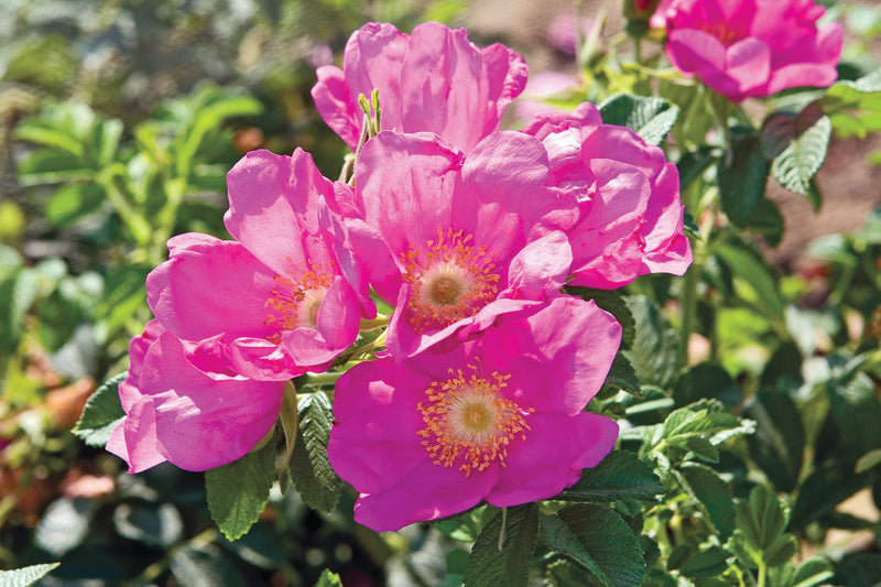 Rosa rugosa Raspberry Rugostar® PP15937 (pink)
