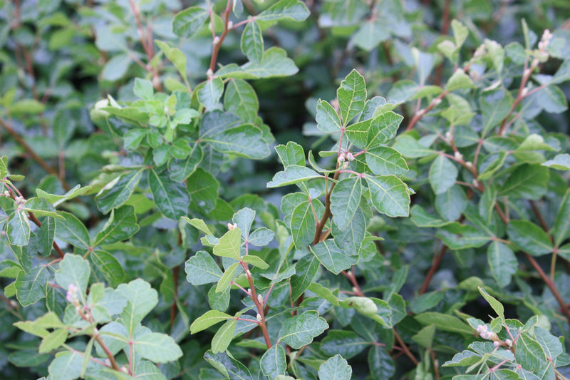 Rhus a. 'Gro-Low'
