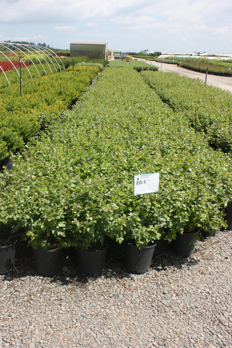 Rhus a. 'Gro-Low'