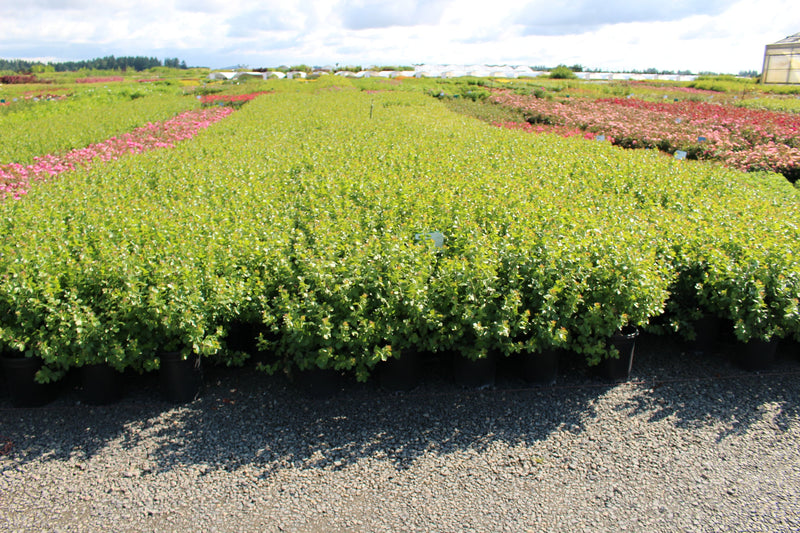 Rhus a. 'Gro-Low'