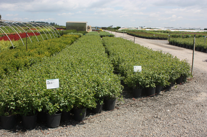 Rhus a. 'Gro-Low'