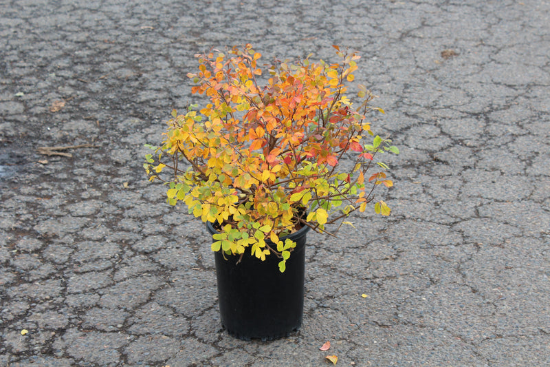 Rhus a. 'Gro-Low'
