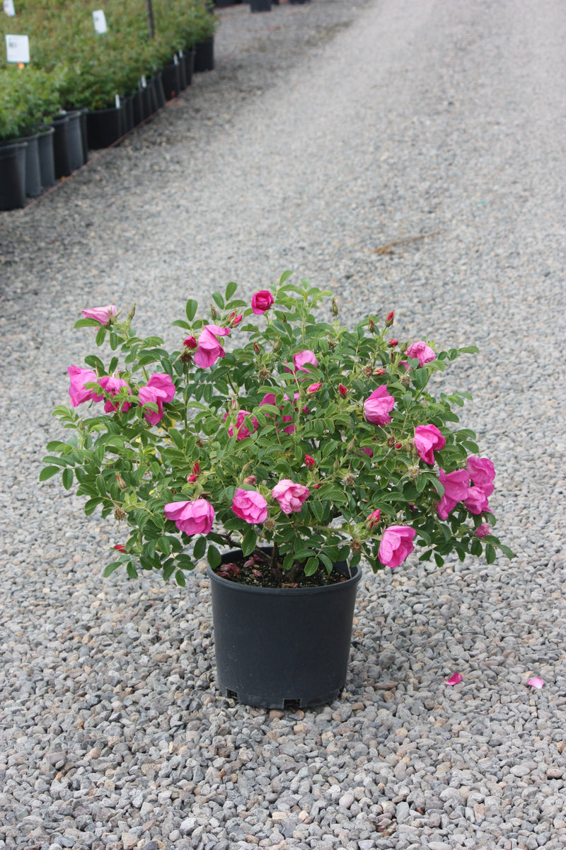 Rosa rugosa Raspberry Rugostar® PP15937 (pink)