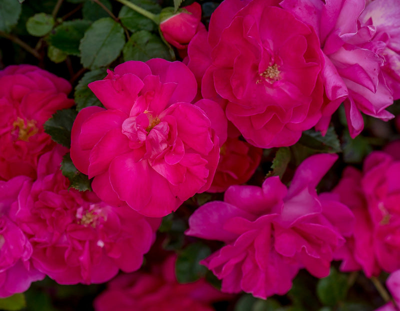 Rosa climb. HIGHWIRE FLYER™ PPAF (pink)