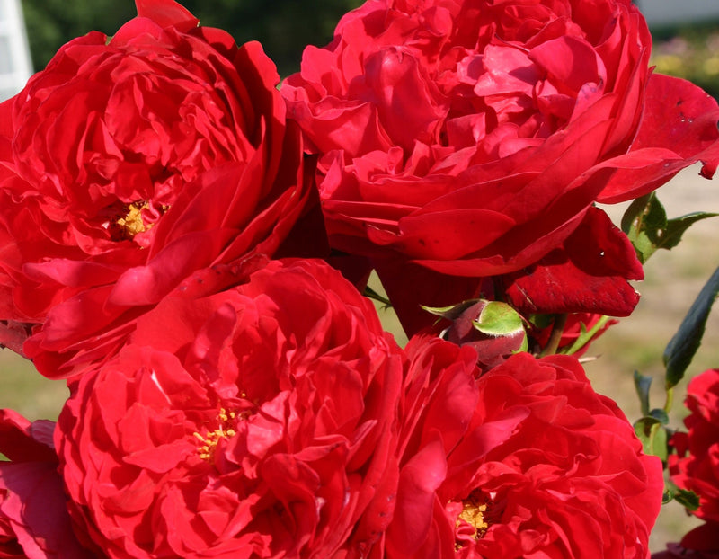 Rosa climb. 'Florentina' ™ Arborose® PP24196 (red)