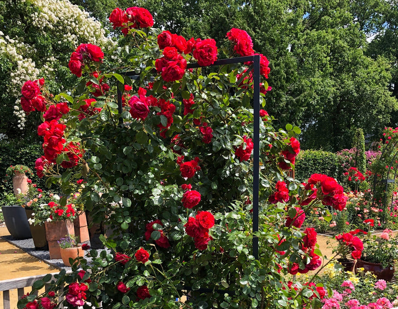 Rosa climb. 'Florentina' ™ Arborose® PP24196 (red)
