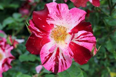Rosa climb. 'Fourth Of July' ™ PP11518 (red/white)