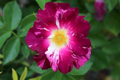 Rosa climb. 'Purple Splash' ™PPAF (purple/white)