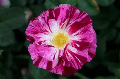 Rosa climb. 'Purple Splash' ™PPAF (purple/white)