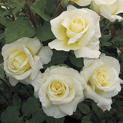Rosa flor. 'White Licorice' (creamy yellow)