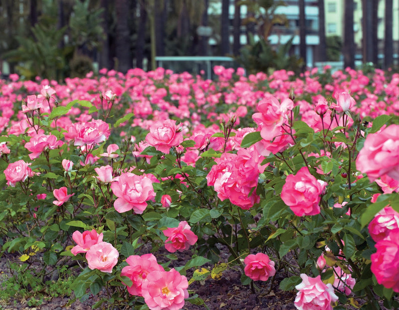 Rosa flor. 'Passionate Kisses' ™ (pink)