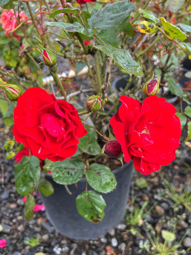 Rosa flor. 'Showbiz' (red)