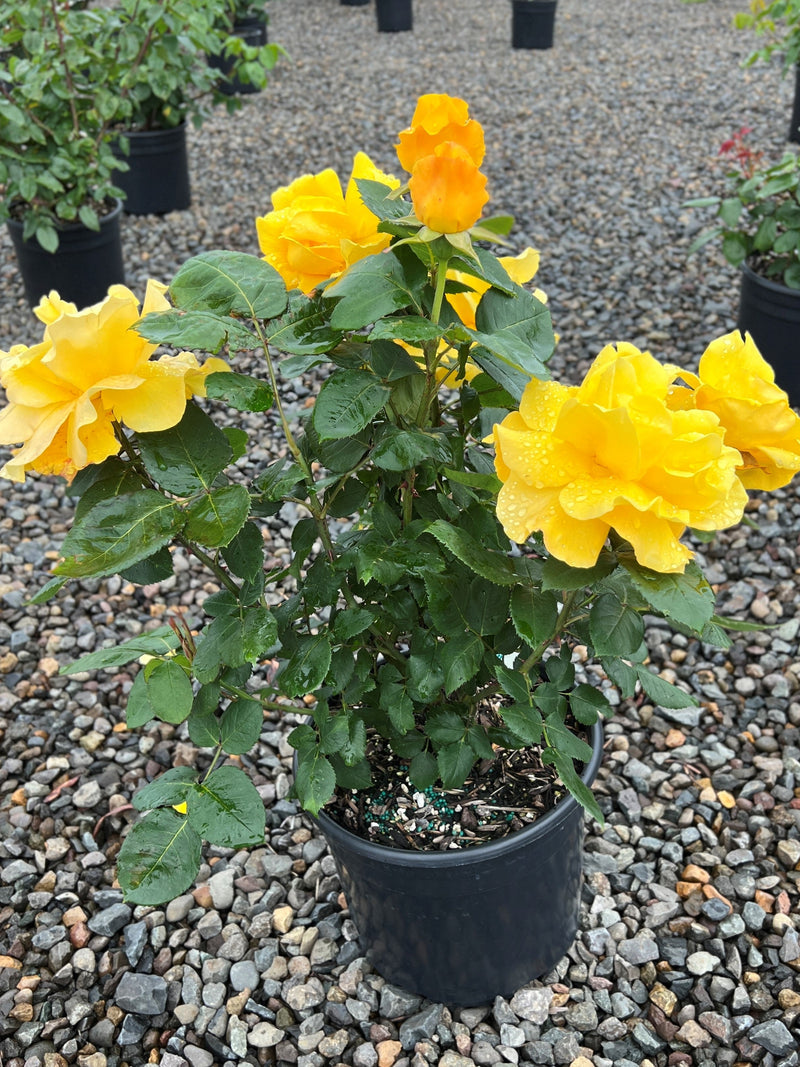Rosa ht. Midas Touch™ PP9806 (yellow)