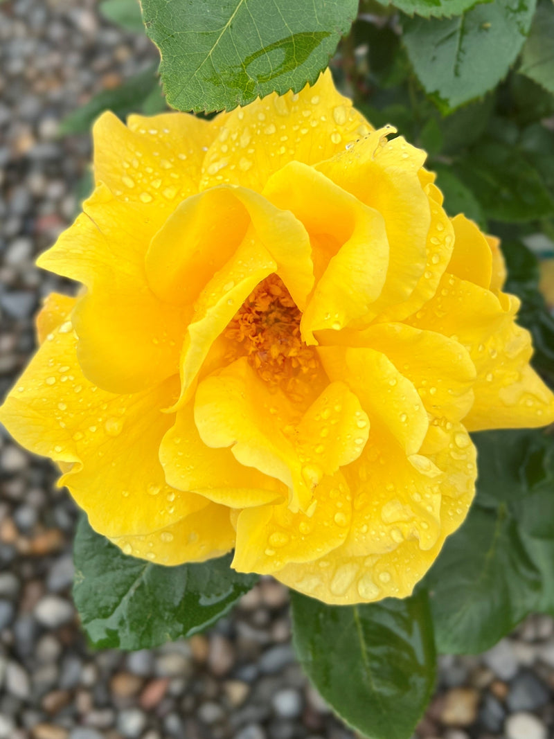 Rosa ht. Midas Touch™ PP9806 (yellow)