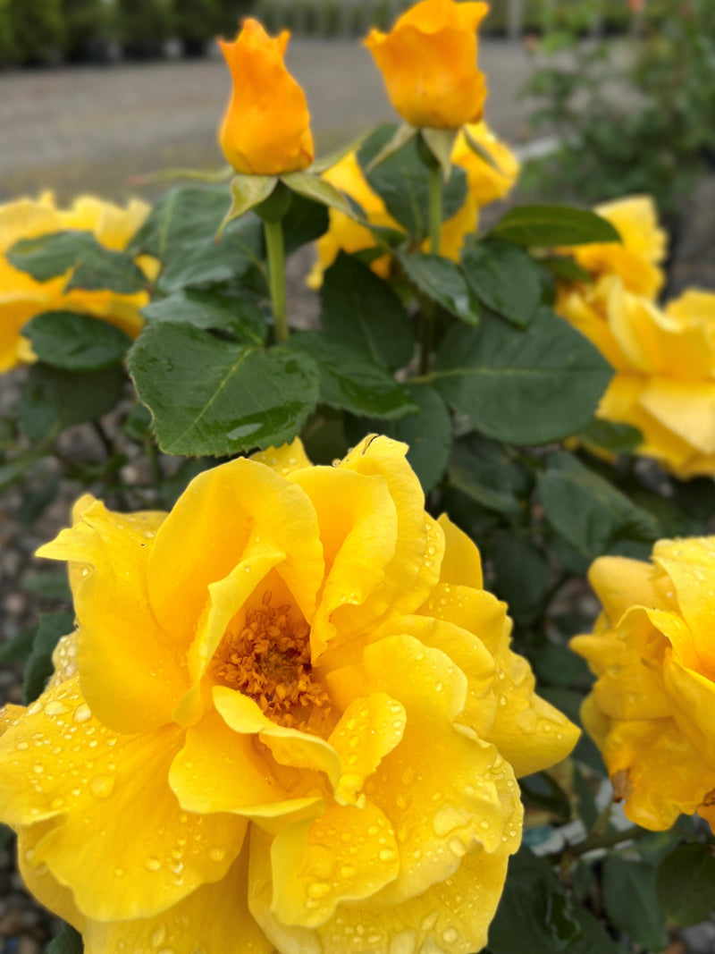 Rosa ht. Midas Touch™ PP9806 (yellow)