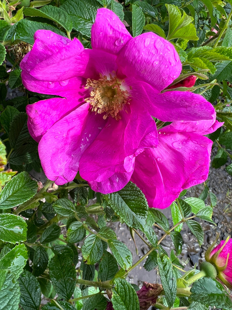 Rosa rugosa Raspberry Rugostar® PP15937 (pink)