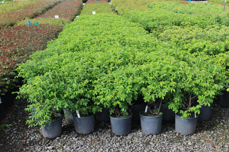 Rosa rugosa Raspberry Rugostar® PP15937 (pink)