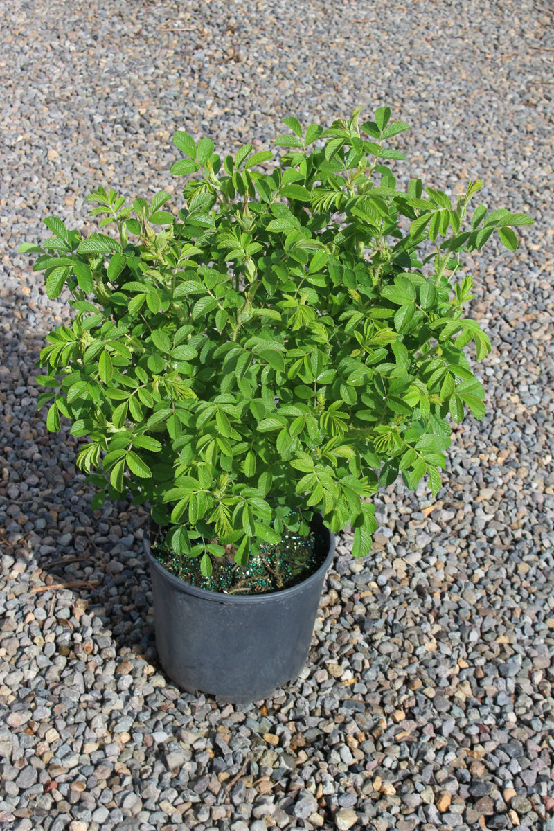 Rosa rugosa Raspberry Rugostar® PP15937 (pink)