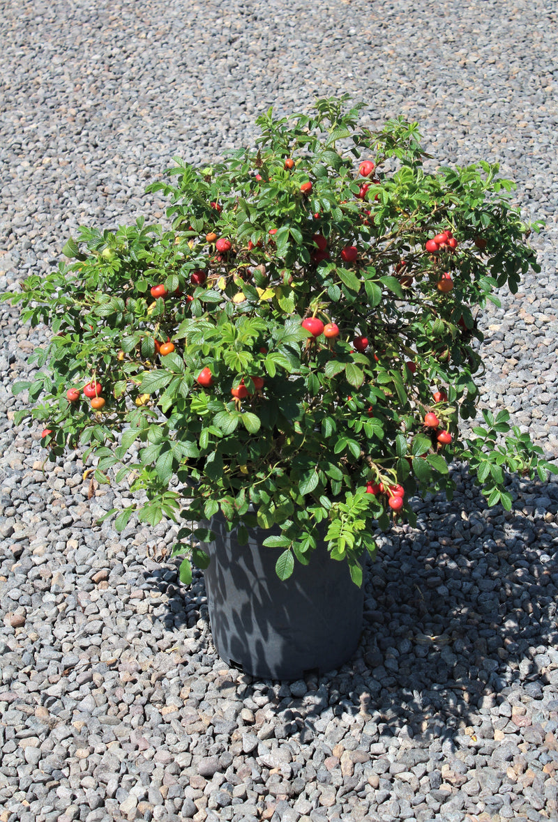Rosa rugosa Raspberry Rugostar® PP15937 (pink)