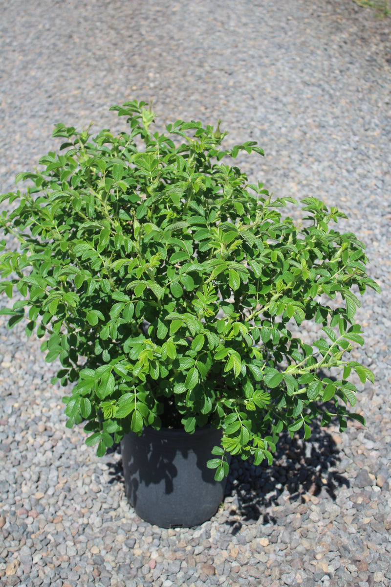 Rosa rugosa Raspberry Rugostar® PP15937 (pink)