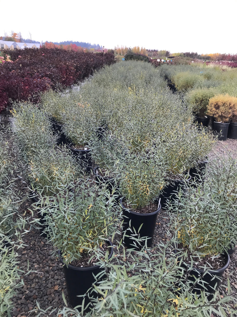 Salix purpurea 'Nana'
