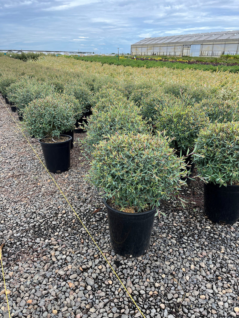 Salix purpurea 'Nana'