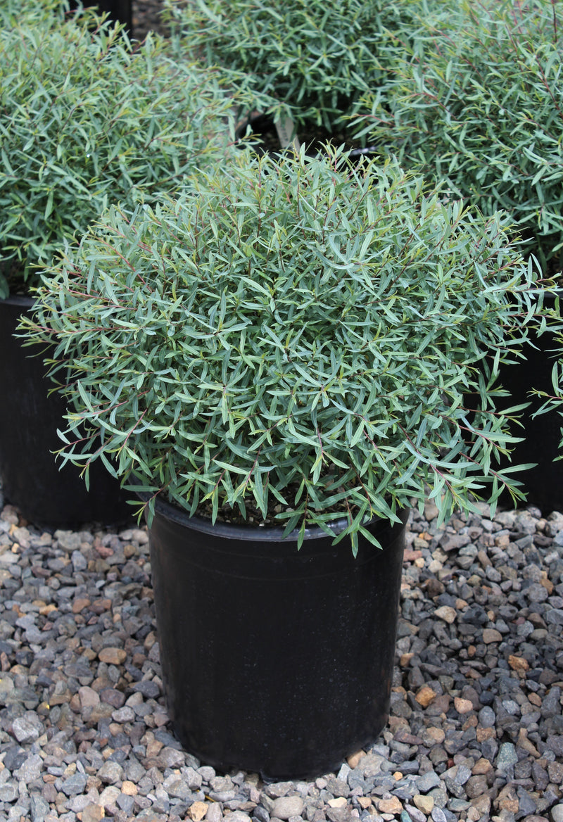 Salix purpurea 'Nana'