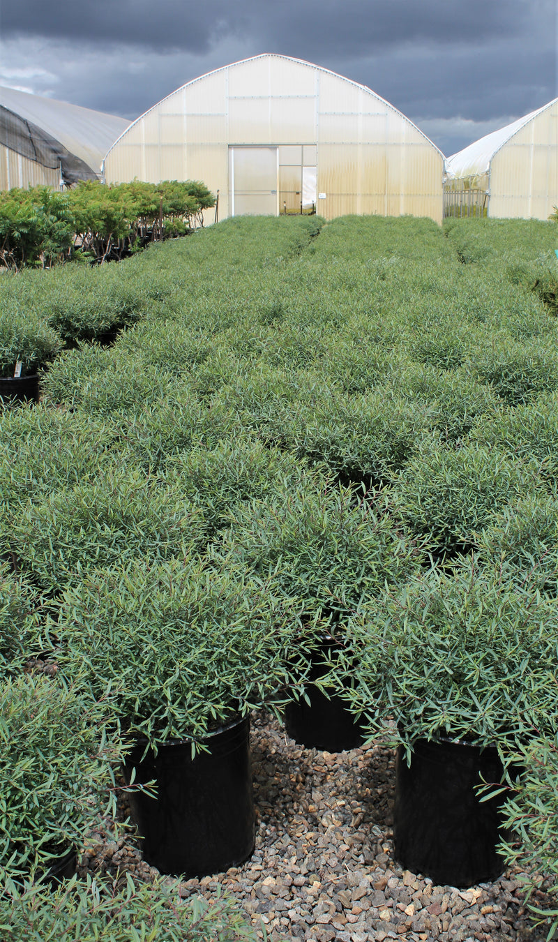 Salix purpurea 'Nana'