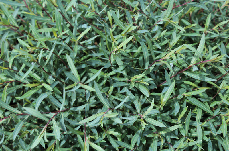 Salix purpurea 'Nana'